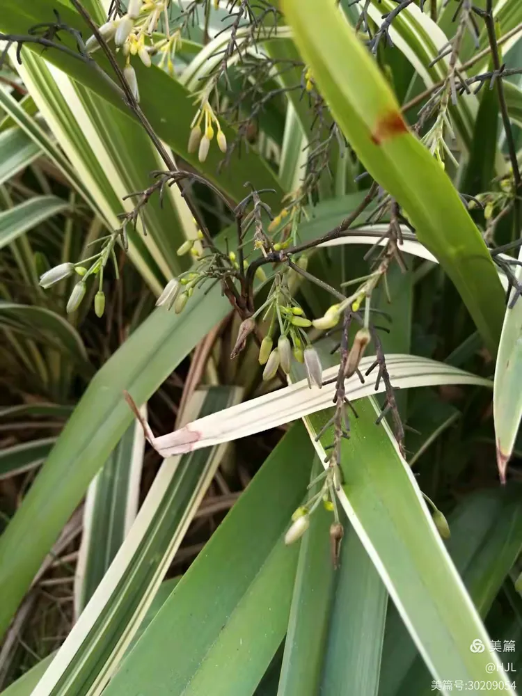 酷似吊兰的金线桔梗兰